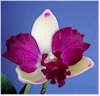 cattleya