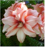 amaryllis